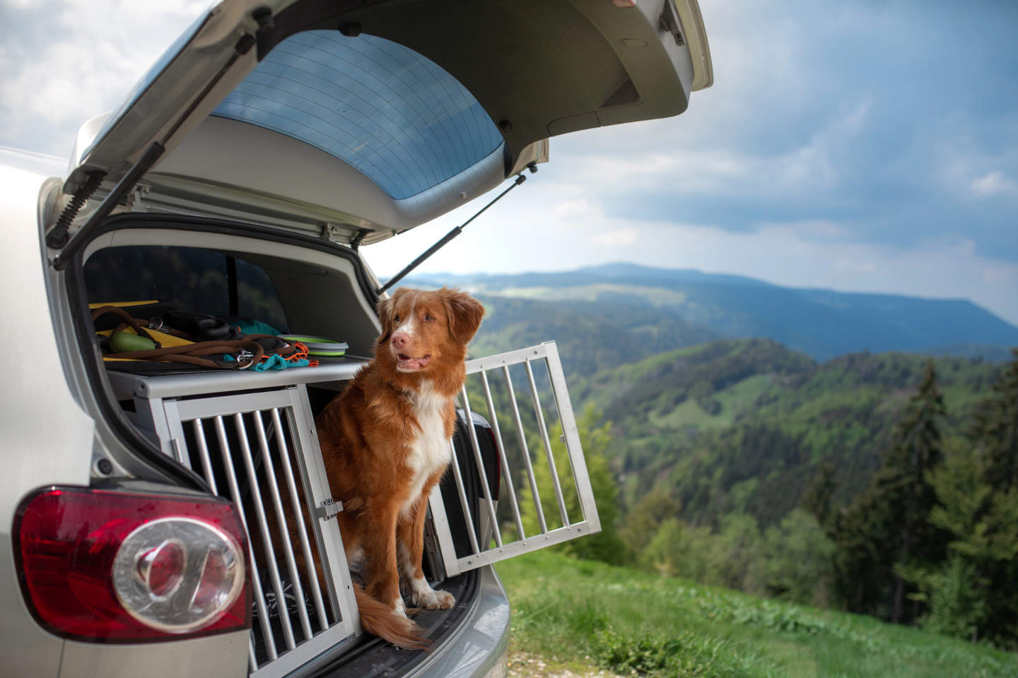 Hundebox im Auto